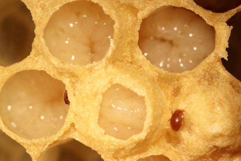 Drohnenbrut mit Varroamilben Drohnenbrut mit Varroamilben